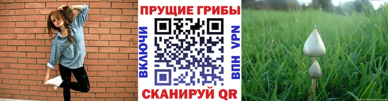 кракен онион  Северобайкальск  Галлюциногенные грибы GOLDEN TEACHER 